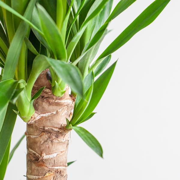 Dracaena  Janet Lindt met Viber wit - 95cm - Ø21