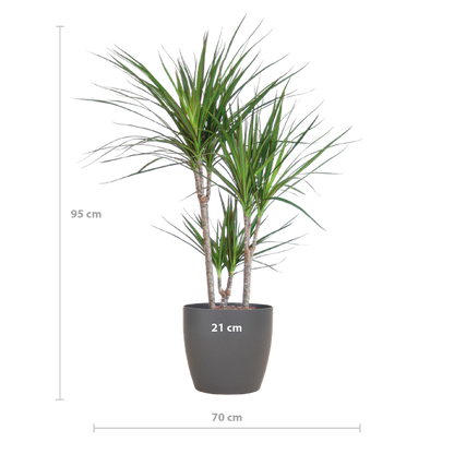 Dracaena Marginata met Viber pot grijs - 95cm - Ø21