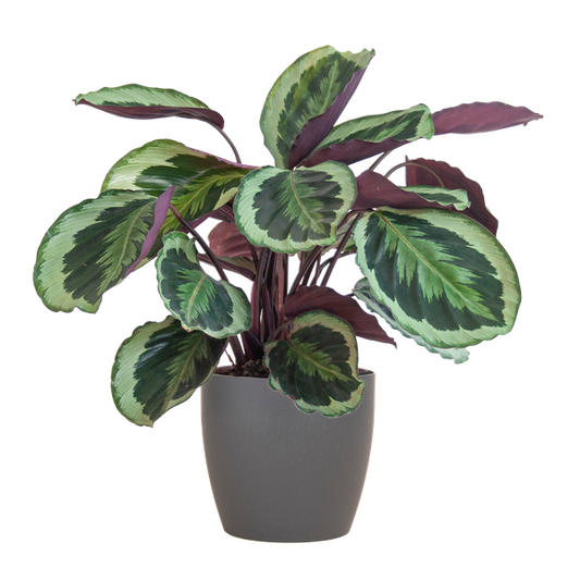 Calathea Medaillon met Viber grijs - 65cm - Ø19