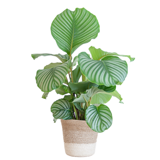 Calathea Orbifolia met Lissabon mand wit - 65cm - Ø19