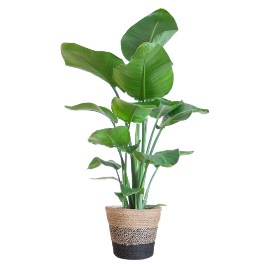 Strelitzia Nicolai met Lissabon mand zwart - 80cm - Ø19