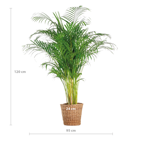 Areca Palm (dypsis) XL met mand Torun - 120cm - Ø24