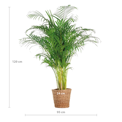 Areca Palm (dypsis) XL met mand Torun - 120cm - Ø24