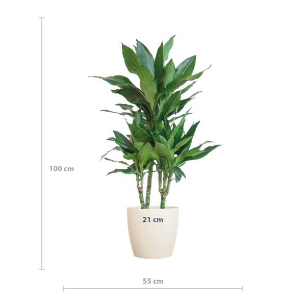 Dracaena  Janet Lindt met Viber wit - 95cm - Ø21