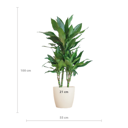 Dracaena  Janet Lindt met Viber wit - 95cm - Ø21