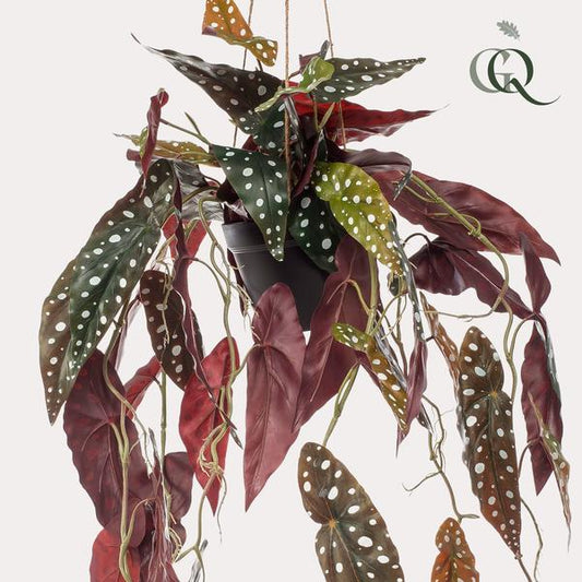 Plante artificielle - Begonia Maculata - Bégonia à pois - 80 cm