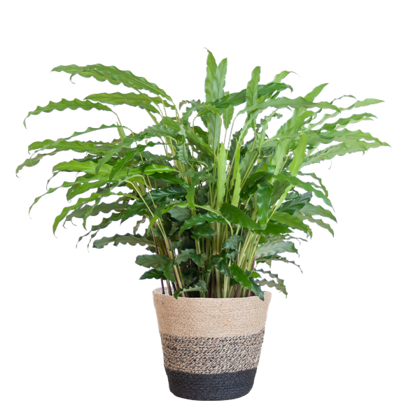 Calathea Rufibarba met Mand Lissabon zwart - 55cm - Ø17