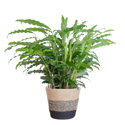 Calathea Rufibarba met Mand Lissabon zwart - 55cm - Ø17