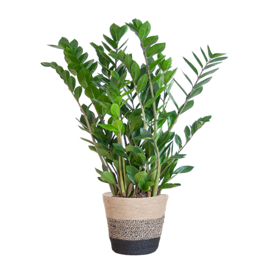 Zamioculcas Zamiifolia met Mand Lissabon zwart - 80cm - Ø21