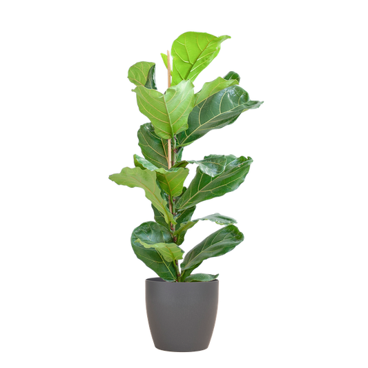 Ficus Lyrata met Viber pot grijs - 80cm - Ø21