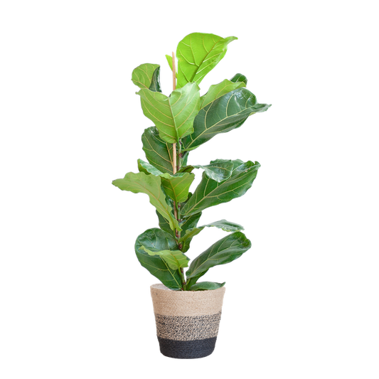 Ficus Lyrata met Mand Lissabon zwart - 80cm - Ø21