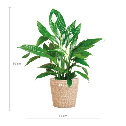 Spathiphyllum met Mand Sofia naturel - 80cm - Ø21