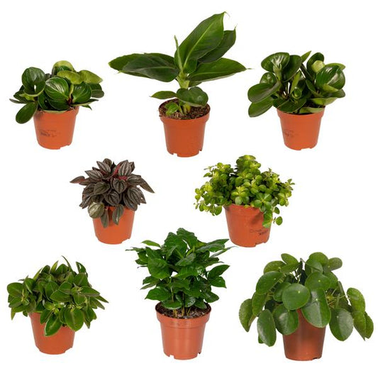 Boîte surprise - Ø12cm - ↕25cm - x8