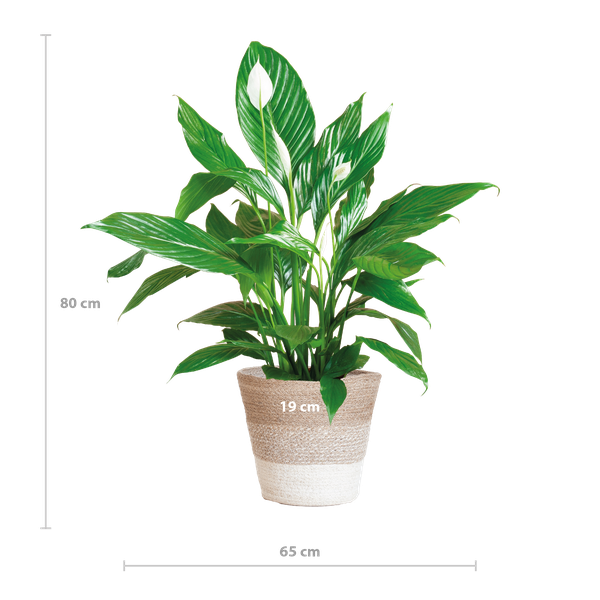 Spathiphyllum met Mand Lissabon wit - 80cm - Ø21