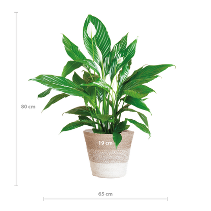 Spathiphyllum met Mand Lissabon wit - 80cm - Ø21