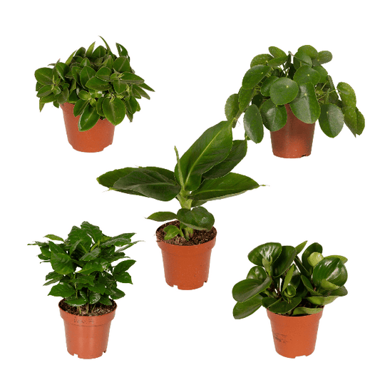Boîte surprise - Ø12cm - ↕25cm - x5