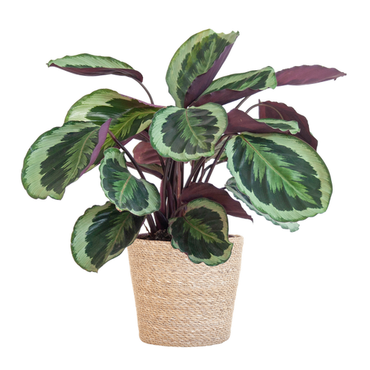 Calathea Medaillon met Sofia mand naturel - 65cm - Ø19