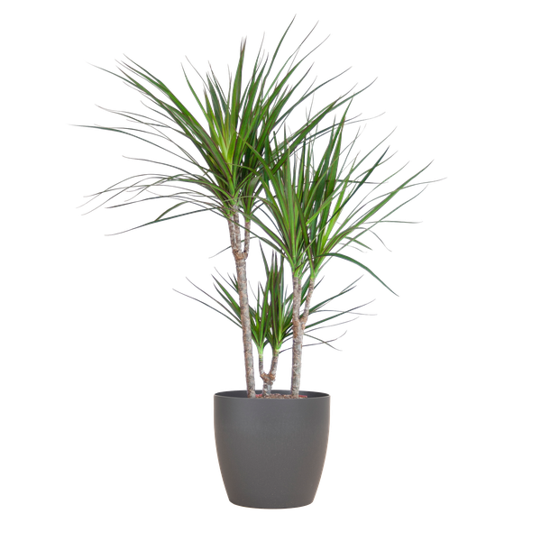 Dracaena Marginata met Viber pot grijs - 95cm - Ø21