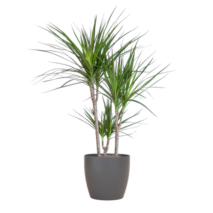 Dracaena Marginata met Viber pot grijs - 95cm - Ø21