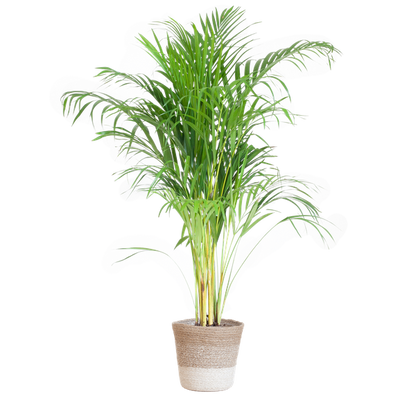 Areca Palm (Dypsis) met Lissabon mand wit - 100cm - Ø21