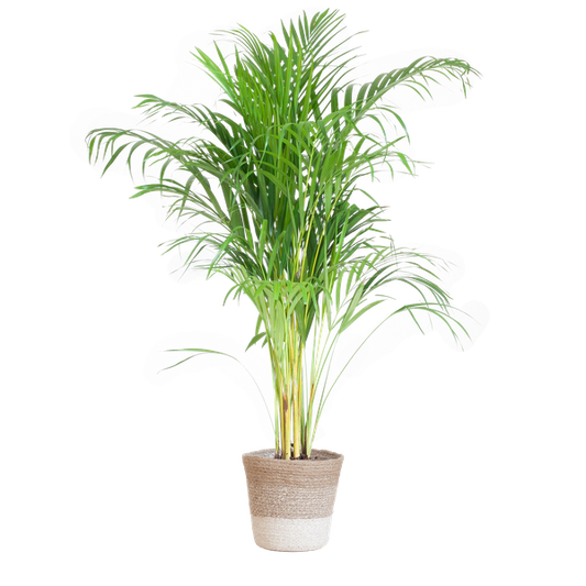 Areca Palm (Dypsis) met Lissabon mand wit - 100cm - Ø21