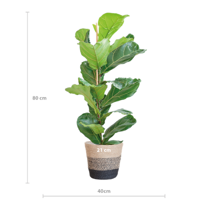 Ficus Lyrata met Mand Lissabon zwart - 80cm - Ø21