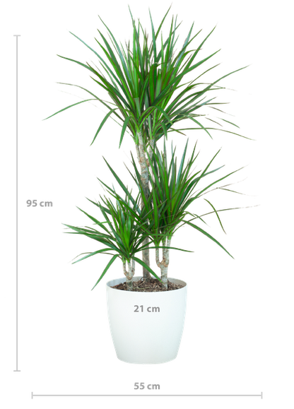 Dracaena Marginata met Viber wit - 95cm - Ø21