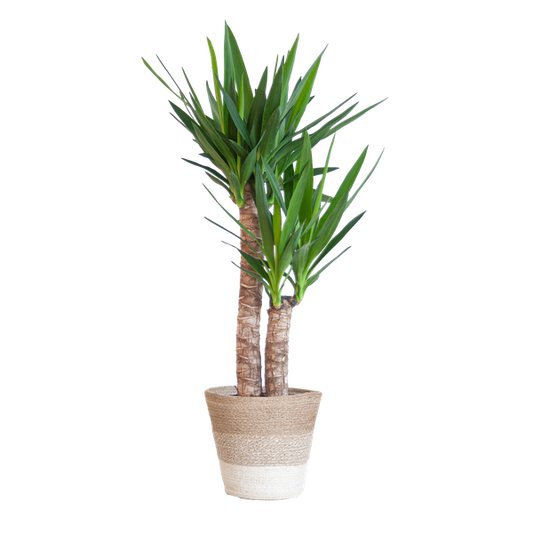 Yucca Elephantipes met Mand Lissabon wit - 90cm - Ø21