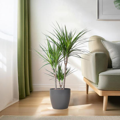 Dracaena Marginata met Viber pot grijs - 95cm - Ø21