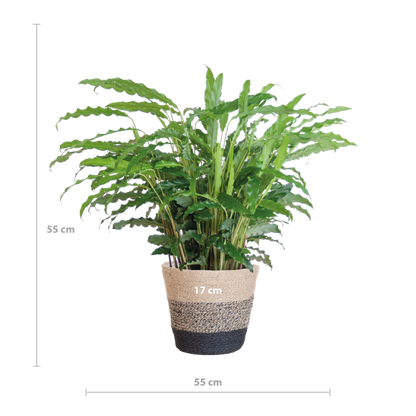 Calathea Rufibarba met Mand Lissabon zwart - 55cm - Ø17