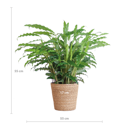 Calathea Rufibarba met Sofia mand naturel - 55cm - Ø17