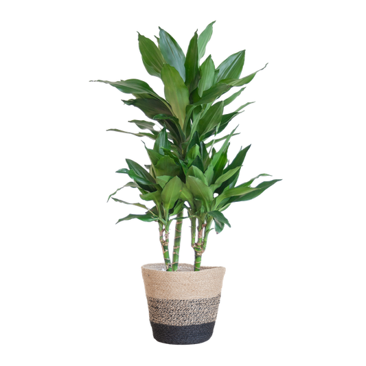 Dracaena  Janet Lindt met Mand Lissabon zwart - 95cm - Ø21