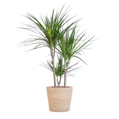 Dracaena Marginata met naturel mand - 95cm - Ø21