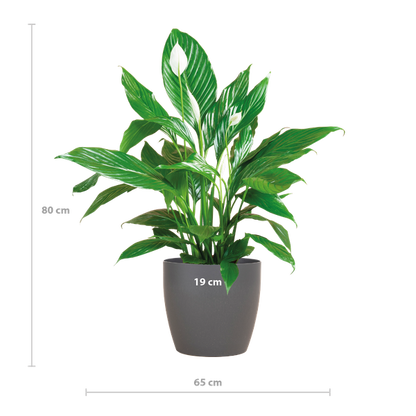 Spathiphyllum met Viber grijs - 80cm - Ø21