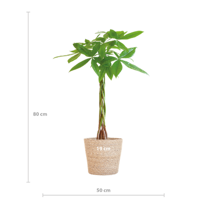 Pachira Aquatica met Sofia mand naturel - 80cm - Ø21