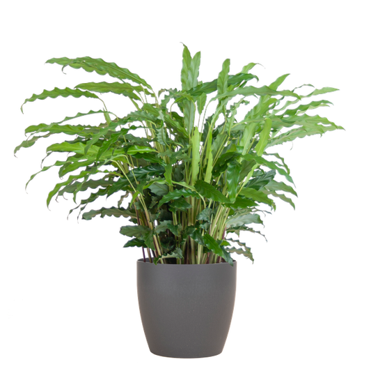 Calathea Rufibarba met Viber grijs - 55cm - Ø17