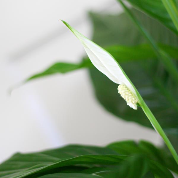 Spathiphyllum met Mand Lissabon wit - 80cm - Ø21