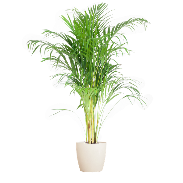 Areca Palm (Dypsis) met Viber wit - 100cm - Ø21