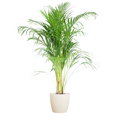 Areca Palm (Dypsis) met Viber wit - 100cm - Ø21