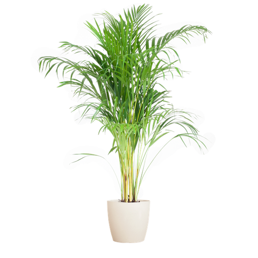 Areca Palm (Dypsis) met Viber wit - 100cm - Ø21