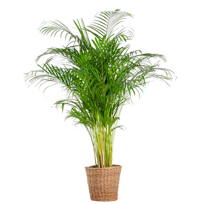 Areca Palm (dypsis) XL met mand Torun - 120cm - Ø24