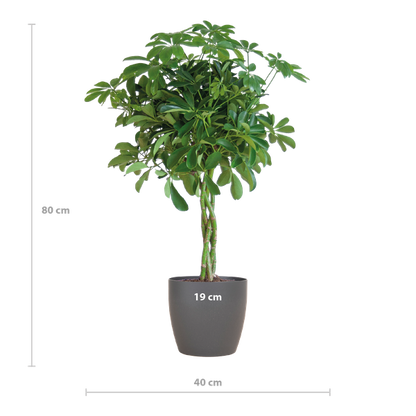 Schefflera Arab Nora met Viber grijs - 70cm - Ø21