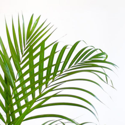 Areca Palm (Dypsis) met Lissabon mand wit - 100cm - Ø21