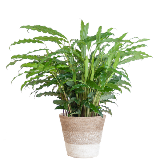 Calathea Rufibarba met Mand Lissabon wit - 55cm - Ø17