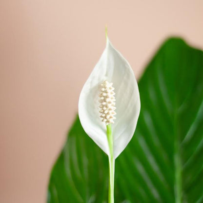 Spathiphyllum met Viber grijs - 80cm - Ø21