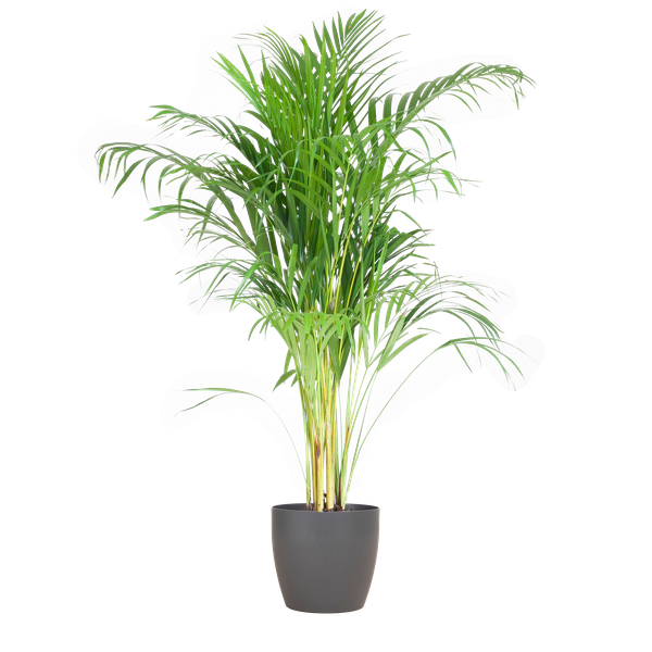 Areca Palm (Dypsis) mit Viber Grijs - 100cm - Ø21