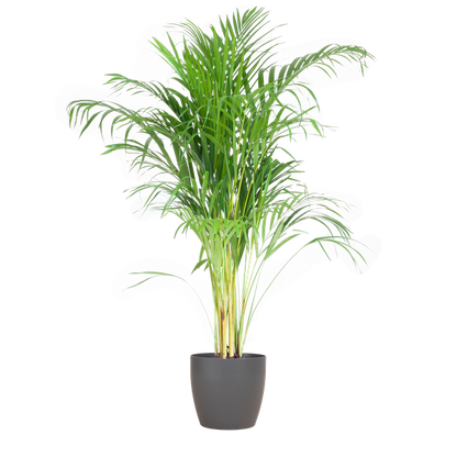 Areca Palm (Dypsis) mit Viber Grijs - 100cm - Ø21