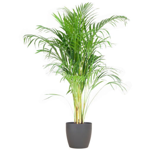 Areca Palm (Dypsis) mit Viber Grijs - 100cm - Ø21