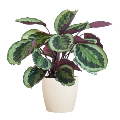 Calathea Medaillon met Viber wit - 65cm - Ø19