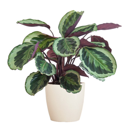 Calathea Medaillon met Viber wit - 65cm - Ø19